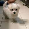Photo №3. KC REGISTERED pedigree Maltese Puppy. Germany