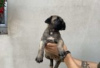 Photo №3. Cane Corso puppies for sale. Germany