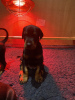 Photo №3. Doberman Puppies (Ready to Leave!). Germany