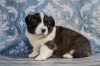 Photo №4. I will sell welsh corgi in the city of Kamenskoe. from nursery - price - 1171$
