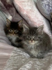 Photo №2 to announcement № 66304 for the sale of maine coon - buy in Germany private announcement, from nursery
