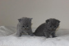 Photo №1. british shorthair - for sale in the city of Штутгарт | negotiated | Announcement № 100291