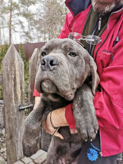 Photo №1. cane corso - for sale in the city of Bucha | 500$ | Announcement № 4875