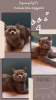 Photo №1. british shorthair - for sale in the city of Warsaw | 520$ | Announcement № 13663