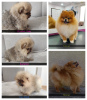 Photo №1. pomeranian - for sale in the city of Москва | negotiated | Announcement № 17235