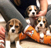 Photo №1. beagle - for sale in the city of Bucharest | 370$ | Announcement № 125741