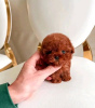 Photo №1. poodle (toy) - for sale in the city of Флорида Сити | 400$ | Announcement № 110712