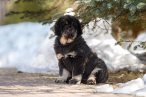 Photo №4. I will sell tibetan mastiff in the city of St. Petersburg. from nursery - price - 788$