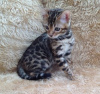 Photo №1. bengal cat - for sale in the city of Turku | negotiated | Announcement № 76237