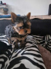 Additional photos: Miniature Yorkshire Terrier puppies for sale