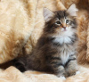 Photo №1. norwegian forest cat - for sale in the city of Cherry Hill | 275$ | Announcement № 108618