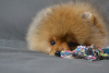 Photo №2 to announcement № 62843 for the sale of pomeranian - buy in Russian Federation breeder