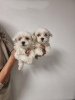 Photo №1. maltese dog - for sale in the city of Афины | negotiated | Announcement № 40427