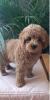 Photo №2 to announcement № 118936 for the sale of poodle (dwarf) - buy in Serbia 