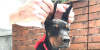 Photo №1. dobermann - for sale in the city of Belgrade | negotiated | Announcement № 87971