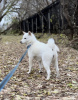Photo №4. I will sell hokkaido dog in the city of Nizhny Novgorod. from nursery - price - negotiated