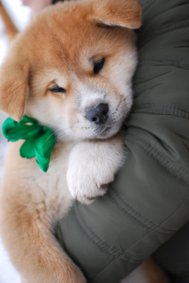 Additional photos: Akita Inu puppies from titled parents