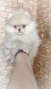 Photo №4. I will sell pomeranian in the city of Minsk. breeder - price - 300$