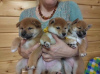 Additional photos: SHIBA INU PUPPIES