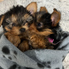 Photo №2 to announcement № 116173 for the sale of yorkshire terrier - buy in Lithuania 