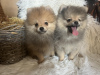 Photo №3. Pomeranian BOO pomeranians. Serbia