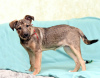 Photo №3. Touching girl Utah is looking for a home.. Russian Federation