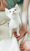 Photo №4. I will sell devon rex in the city of Minsk. from nursery - price - negotiated