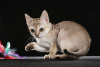 Photo №1. singapura cat - for sale in the city of Indianapolis | 300$ | Announcement № 55580