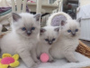 Photo №1. ragdoll - for sale in the city of Helsingby | 359$ | Announcement № 72818