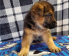 Photo №1. german shepherd - for sale in the city of Mechelen | 650$ | Announcement № 55870