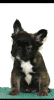 Photo №2 to announcement № 126756 for the sale of french bulldog - buy in Serbia breeder