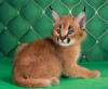 Photo №1. caracal - for sale in the city of Helsinki | negotiated | Announcement № 117921