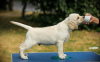Photo №2 to announcement № 25150 for the sale of labrador retriever - buy in Belarus from nursery
