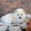 Photo №3. Pomeranian available. Brazil