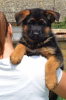 Photo №2 to announcement № 107358 for the sale of german shepherd - buy in Serbia 