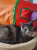 Additional photos: Little cute tricolor cat Shunya is looking for a home!