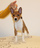 Photo №1. basenji - for sale in the city of Piotrków Kujawski | negotiated | Announcement № 91751