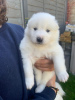 Additional photos: Amazing Samoyed Puppies