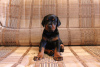 Photo №2 to announcement № 33535 for the sale of dobermann - buy in Ukraine breeder