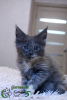 Photo №2 to announcement № 18200 for the sale of maine coon - buy in Russian Federation private announcement, from nursery, breeder