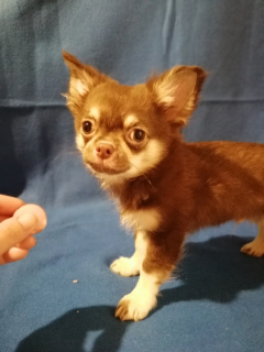 Photo №3. Chihuahua boy. Russian Federation