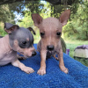 Photo №1. american hairless terrier - for sale in the city of Zürich | negotiated | Announcement № 81511