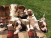 Photo №3. Sweet and adorable Cavalier King Charles Spaniel puppies for sale. Germany