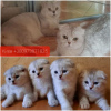 Photo №2 to announcement № 10811 for the sale of scottish fold - buy in Ukraine breeder