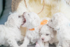 Additional photos: Bichon Friesian puppies