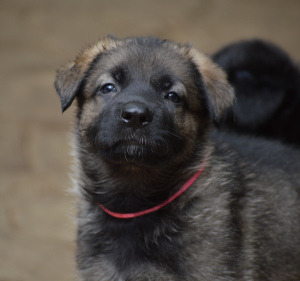 Photo №2 to announcement № 3044 for the sale of german shepherd - buy in Russian Federation from nursery, breeder