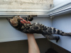 Photo №2 to announcement № 24038 for the sale of bengal cat - buy in Belarus from nursery, breeder