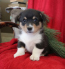 Photo №3. Welsh pembroke corgi puppies 1(281)698-7719. United States