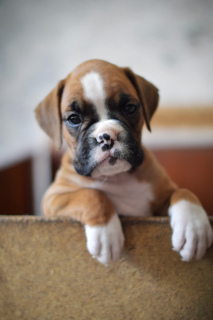 Photo №2 to announcement № 3408 for the sale of boxer - buy in Russian Federation from nursery, breeder