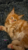 Photo №2 to announcement № 103649 for the sale of maine coon - buy in United States breeder